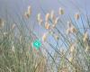 A Friends Place - Waihi Beach NZ