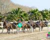 Abernethy Racing Stables