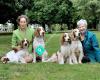 Afonderi Welsh Springer Spaniels