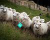 Akaroa Farm Tours