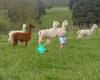 Alpacas Village