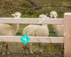 Alpine Fencing Wanaka