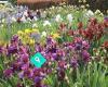 Amazing Iris Garden