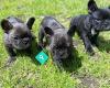 Amoureux French Bulldogs New Zealand