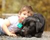 Animal Assisted Therapy Dogs New Zealand