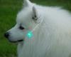 Arashi Japanese Spitz Breeding Kennels