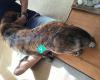Auckland Mobile Veterinary Acupuncture