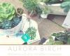 Aurora Birch Succulents & Plant Things