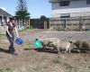 Babydoll Sheep New Zealand