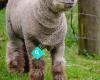 Babydoll Sheep NZ