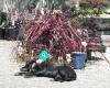 Beach Road Garden Centre Waihi