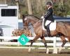 Beachcroft Equestrian