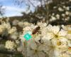 Biologix NZ Gardening