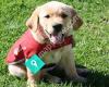 Blind Foundation Guide Dogs Pupdate