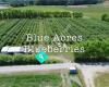 Blue Acres Blueberries