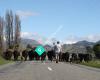 Brackenfield Angus Cattle and Halfbred Sheep