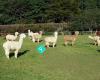 Brookside Alpacas