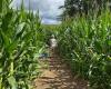 Bucking Boar Cornfield Maze