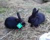 Bunnies by the Beach