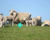 Bushbury Farms Ltd