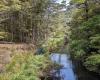 Butterfly Creek Walking Track