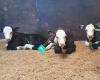 Calf Rearing and Selling