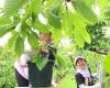 Cherryland