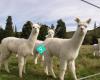 Chimboya Alpacas