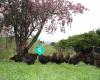 Chook Manor Limited