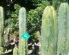 Connoisseur Cactus NZ