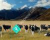Dairy Farm Jobs New Zealand