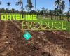 Dateline Produce