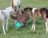 Destiny Sporthorses