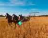 Diamondale Clydesdales