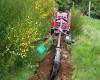 Dingo Digging Ohakune