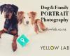 Dog & Family Photographer I Yellow Lab