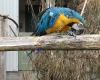 Dunedin Botanic Garden Aviary