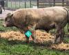 Eclipse Charolais