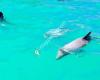 Ecoseaker Swimming with Dolphins Akaroa & Harbour Adventure Cruises