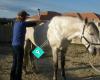 Equine Bowen Therapy New Zealand