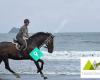 FairPlay Equine