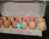 Farm Fresh Eggs at the Vercoe Ranch