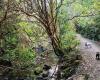 Frasers Gully Bush Walk