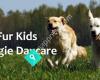 Fur Kids Doggie Daycare