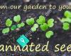 Germannated Seedlings - Our garden to yours