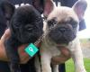 Gettie Kennels French Bulldogs NZ