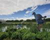 Giant Pukeko