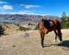 Golden Hills Horse Treks