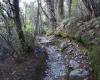 Governors Bush Walk