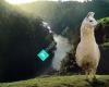 Greenmount Llama Treks